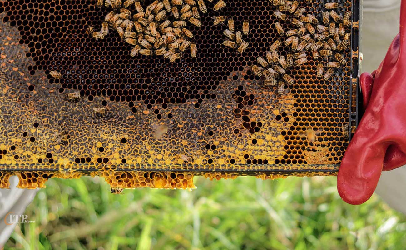 ایران به هاب صنعت زنبورداری در منطقه تبدیل می‌شود
