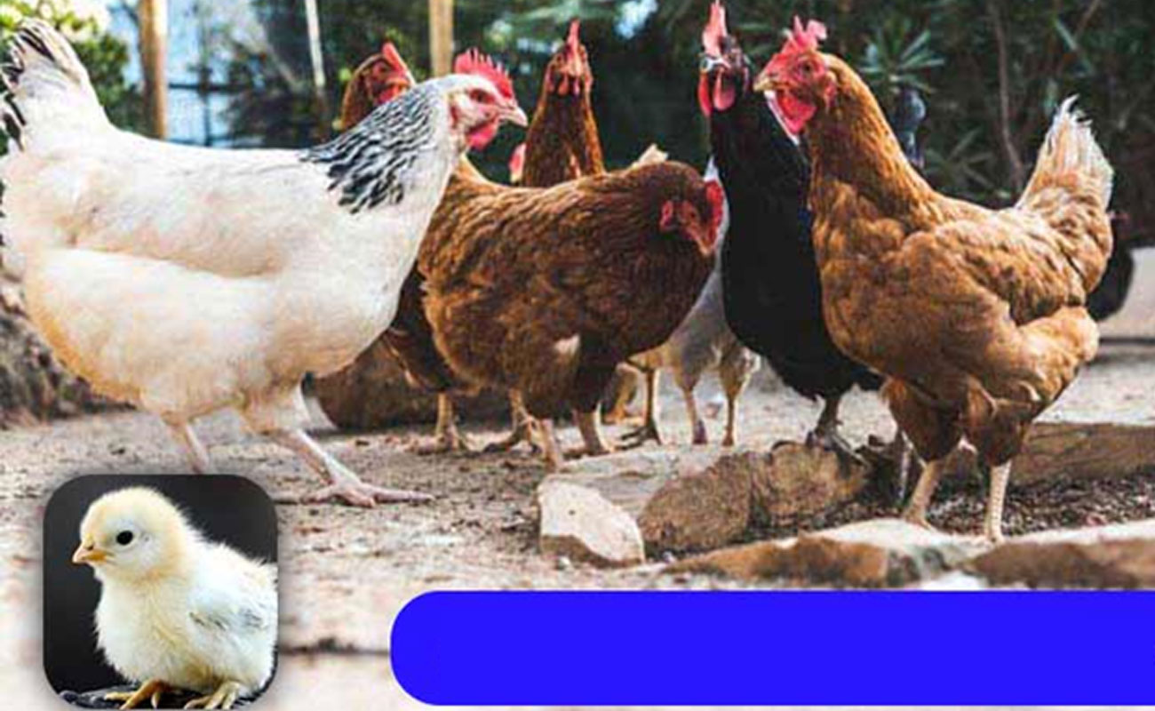 جوجه کشی از انواع نژادهای مرغ