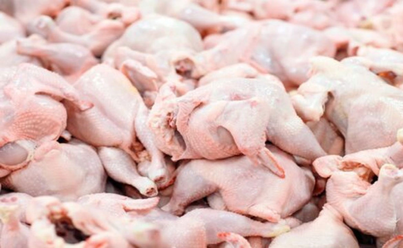 تولید و سهم صادرات گوشت مرغ ایران