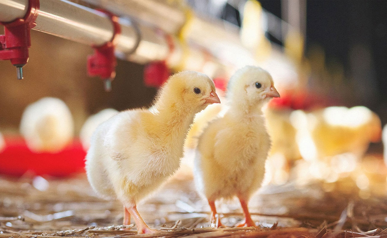 تأثیر فوق العادۀ چراغ های LED مخصوص طیور بر روی عملکرد مرغ های گوشتی و تخمگذار