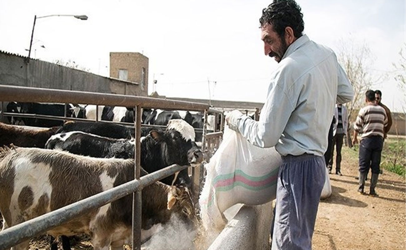 صدوردامدار کارت جدید با سقف اعتباری بالاتر و نرخ سود کمتر در حمایت از تامین نهاده های دامی