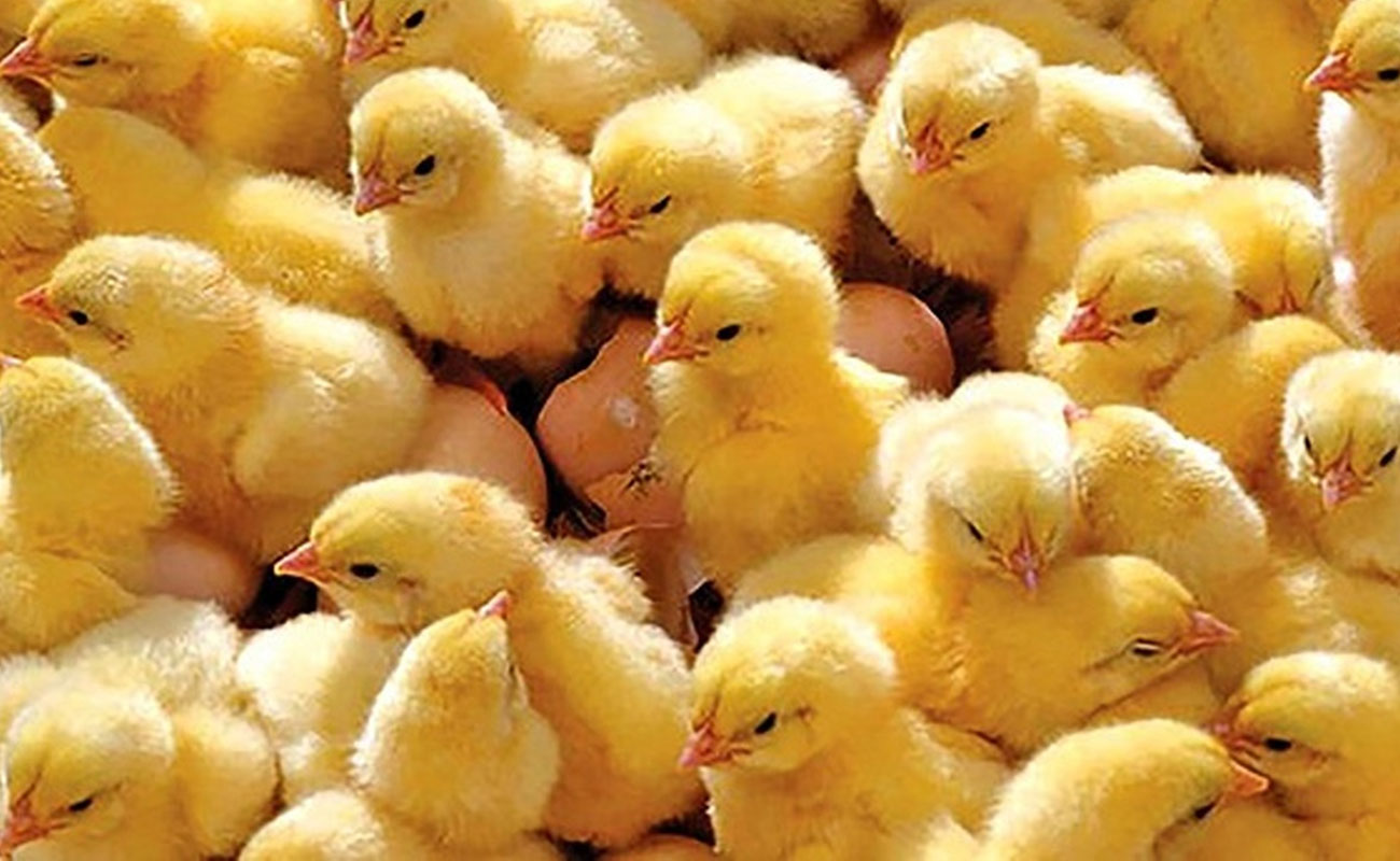 رشد 6 درصدی جوجه‌ریزی در مرغداری‌های کرمانشاه