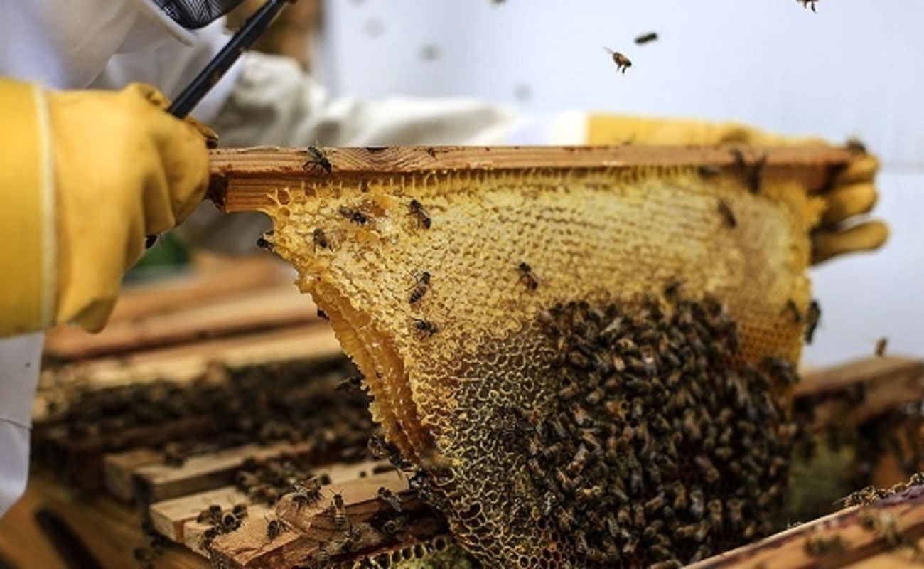  صادرات عسل متوقف شد