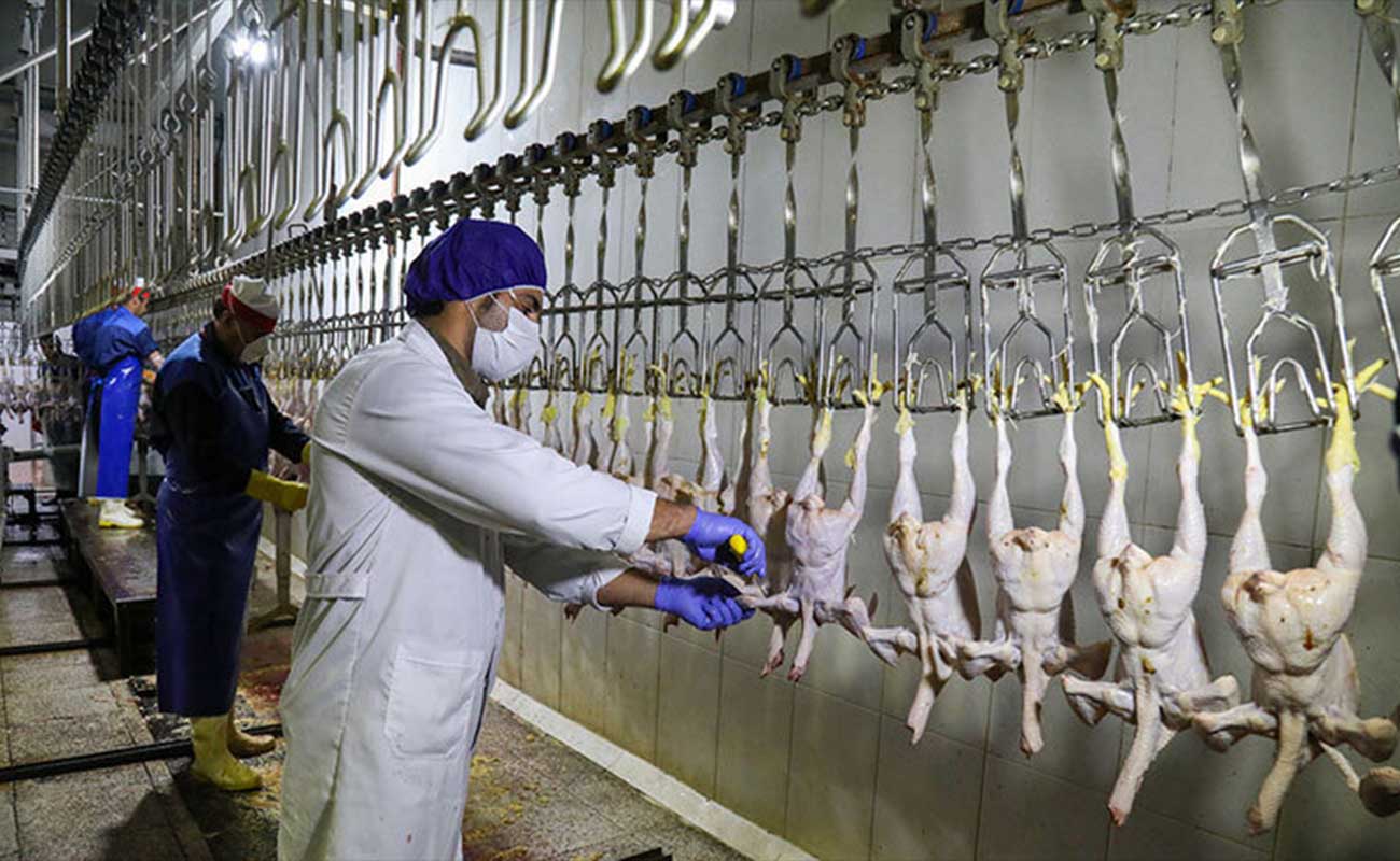 احتمال کاهش تولید مرغ در آینده نزدیک
