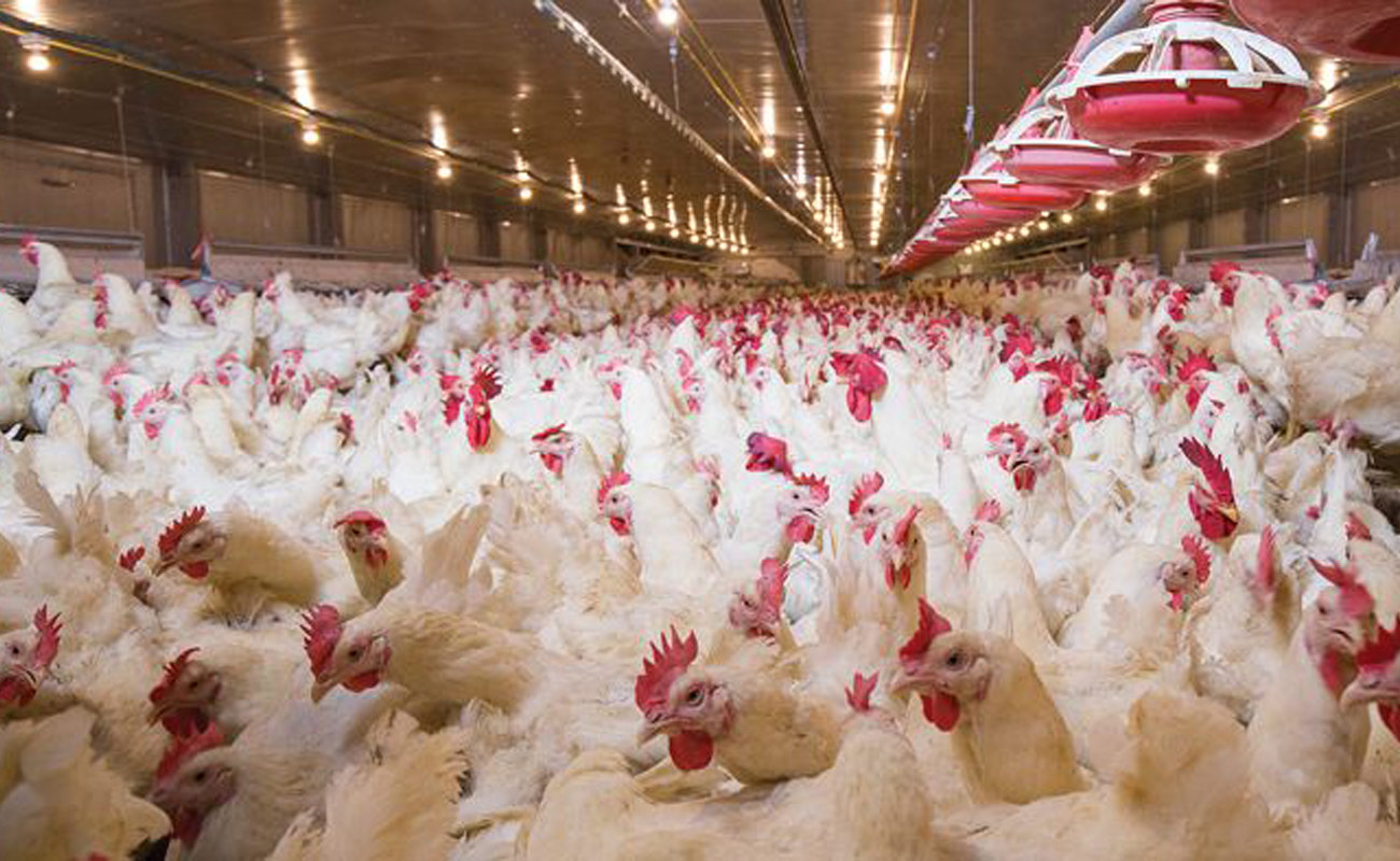 تهویۀ مطبوع اصلی حیاتی در فارم های مرغ گوشتی