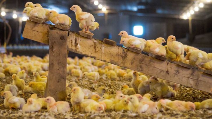 جوجه ریزی برای کاهش قیمت گوشت مرغ افزایش یافت