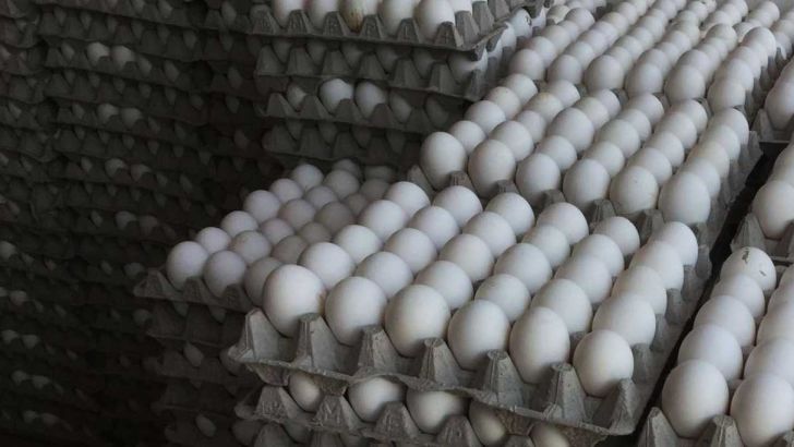 ممنوعیت فروش و توزیع تخم مرغ و تخم بلدرچین بدون هویت