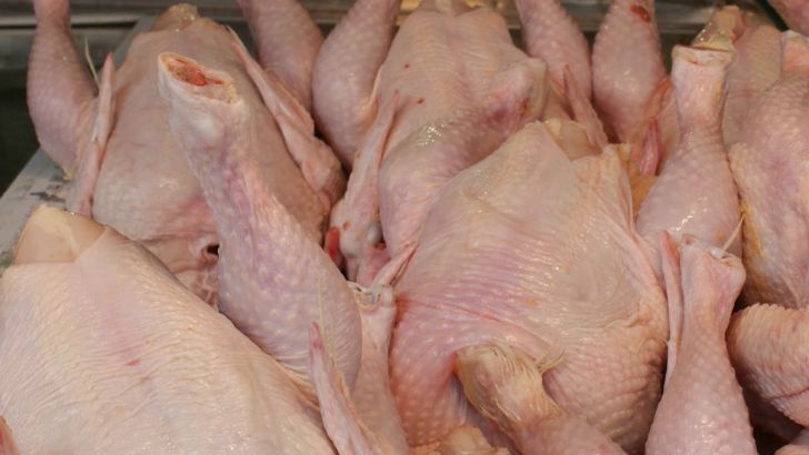 افزایش 5 برابری تولید گوشت مرغ در قزوین