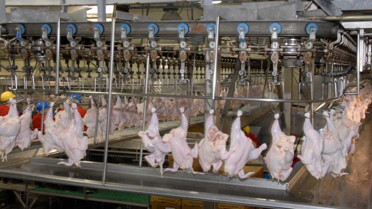 شیوع بیماری نیوکاسل عرضه مرغ را کاهش داد