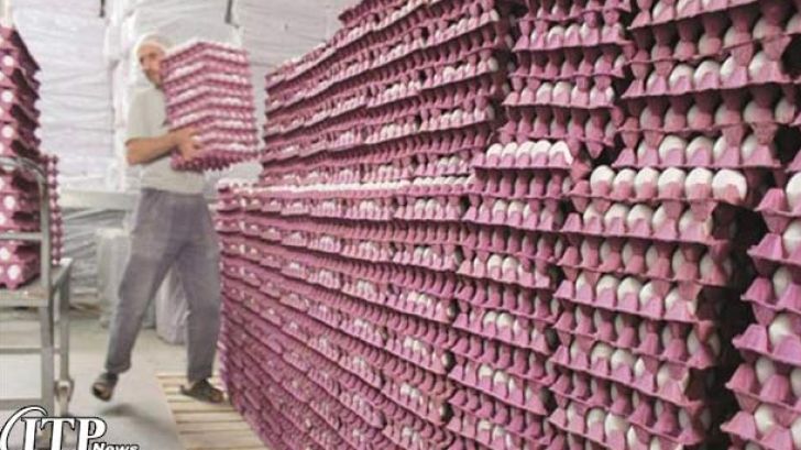 ترمز صادرات تخم مرغ کشیده شد 