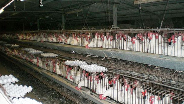 دولت اجازه صادرات تخم مرغ را بدهد/ به دلیل ریسک بالای جوجه‌ریزی، مرغ‌های سه ساله را هنوز به کشتارگاه نفرستاده‌ایم