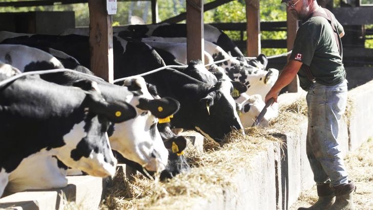 افزایش تولید شیر در گاوهای شیرده از طریق آنزیم هایی با فیبر کاهش یافته