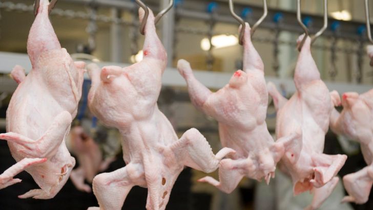 تدبیر جدید وزارت صمت برای کنترل قیمت مرغ