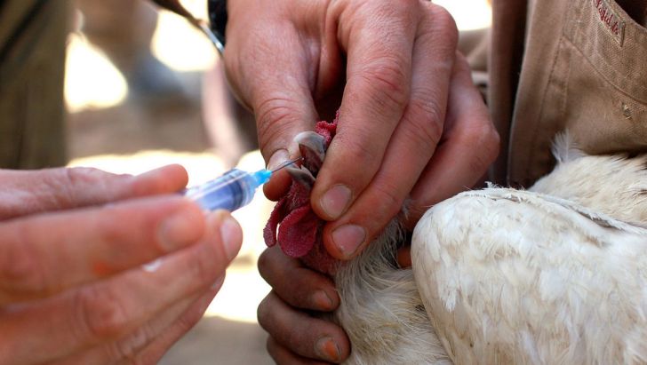 حدود هشت میلیون دز واکسن آنفوانزای پرندگان در قزوین مصرف شد