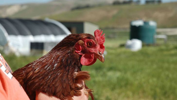 مجوز تأسیس مرغ داری‌های گوشتی ممنوع شد