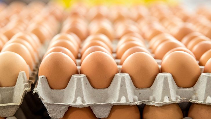 تولید تخم مرغ در زنجان 30 درصد رشد یافت