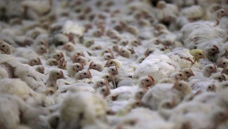 واردات مرغ با ظرفیت سه میلیون تنی تولید داخل معنا ندارد