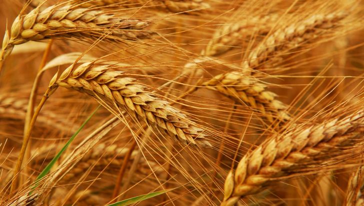 بیش از560 هزار تن گندم دراستان اردبیل تولیدمی شود