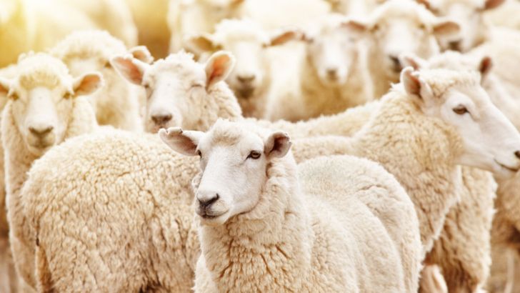 تحویل هزار راس گوسفند به دامداران استان سیل‌زده گلستان