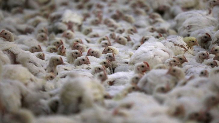 صادرات مرغ برای تعادل قیمت دربازار