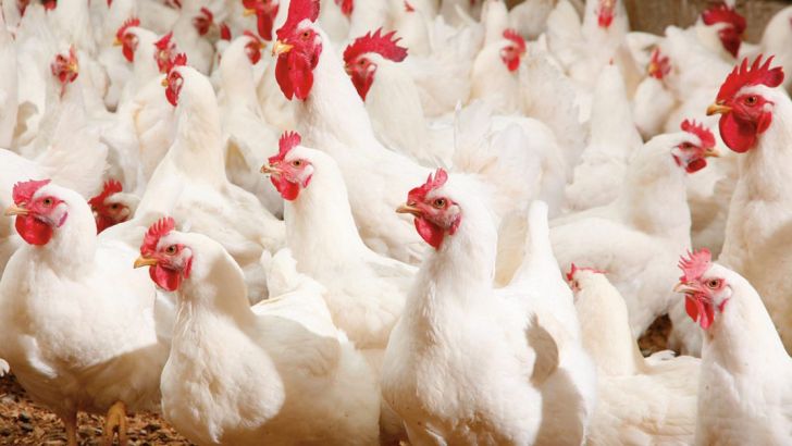 افزایش ۷۹ درصدی تورم تولیدکننده مرغداری های کشور