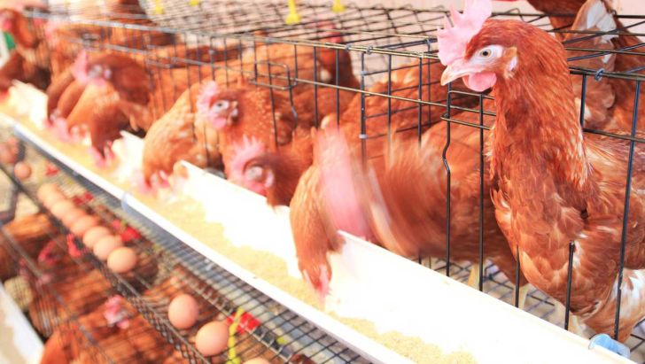 تولید بیش از نیاز مرغ و تخم‌مرغ در کشور