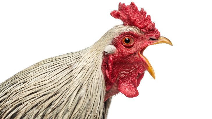 تحلیل صدای مرغ های گوشتی و تأثیر آن بر روی افزایش سلامت آنها 