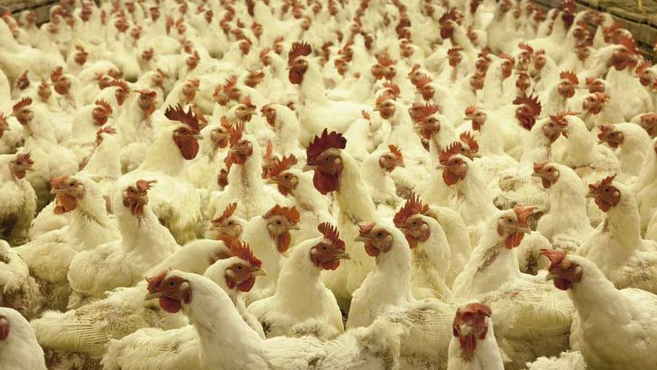 واردات مرغ برای کنترل بازار مجاز شد 
