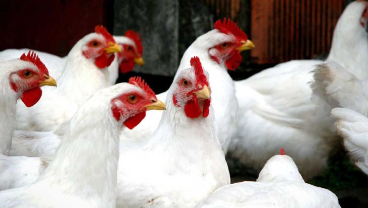آرادان قطب تولید مرغ نیازمند حمایت ویژه است