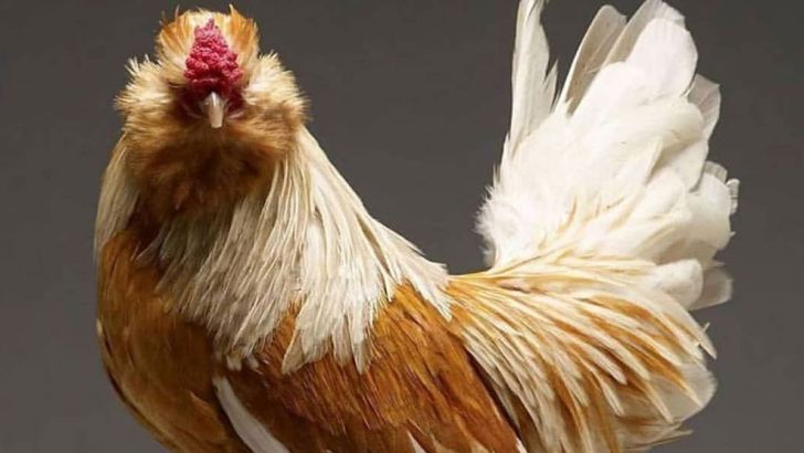 تغییرات مواد غذایی به منظور بهبود پر و بال مرغ های مادر گوشتی 