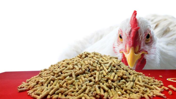 ارتباط رژیم غذایی، کیفیت جوجه ها و پرورش مرغ