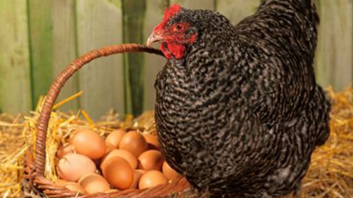 تولید ۲۶ هزار تن مرغ و تخم مرغ در قزوین 