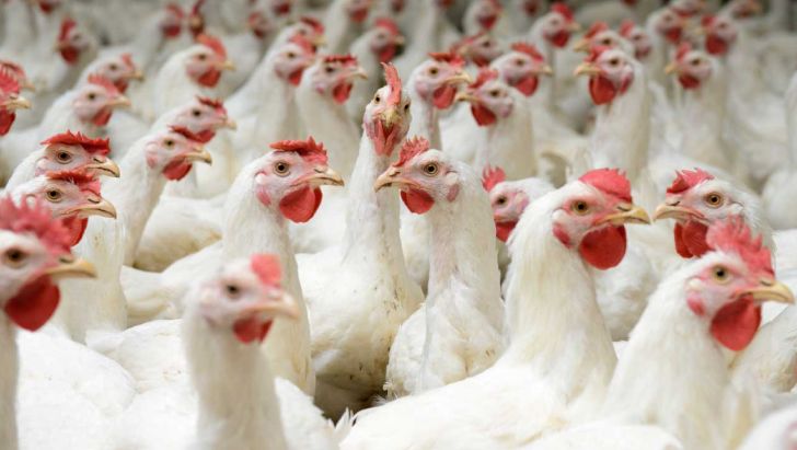 ۷۵ درصد واحدهای پرورش مرغ گوشتی فعال است