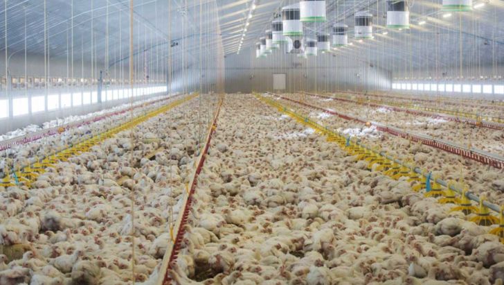 ایجاد تغییراتی برای بالا بردن تولید و مصرف محصولات مرغداری اندونزی
