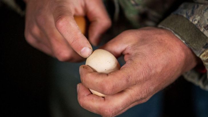خودکشی در صادرات تخم مرغ ایران