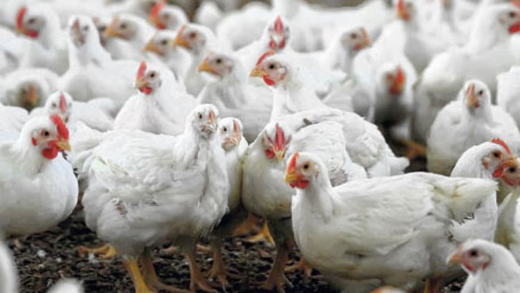 امکان تولید مرغ بومی اصلاح شده در واحدهای صنعتی فراهم شد