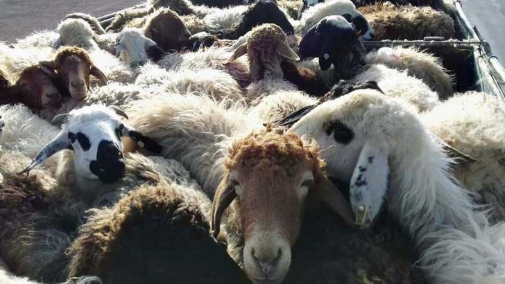 تکذیب صادرات گوسفند زنده از ایران به مقصد کشورهای عربی