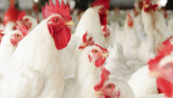 با تصمیم جدید وزارت جهاد کشاورزی،باید شاهد جهش دوباره قیمت مرغ باشیم؟ 
