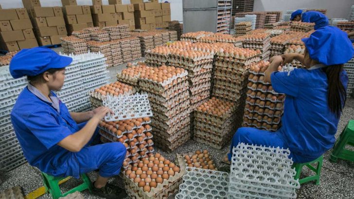 عراق همچنان تخم مرغ ایران را نمی خواهد / خرابکاری در صادرات تخم مرغ