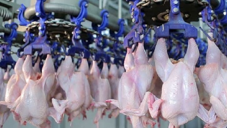  گرمای هوا علت افزایش قیمت مرغ