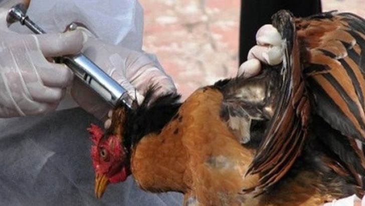 گونه جدید آنفلوانزای مرغی کشورهای آسیایی را درگیر کرد/ هشدار به مرغداران ایرانی