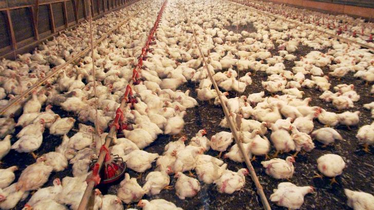گرمایی بی سابقه و از بین رفتن هزاران مرغ در یکی از مرغداری های بریتانیا