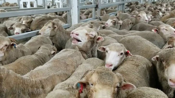 نرخ گوسفند زنده در عید قربان