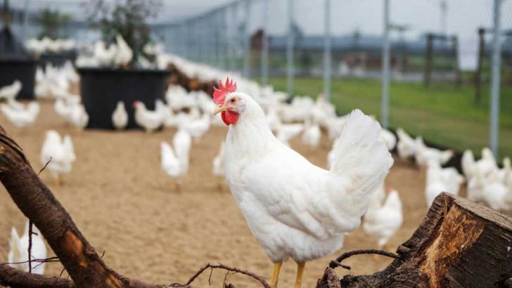 مرکز آمار : کاهش هزینه تولید مرغ و تخم‌مرغ