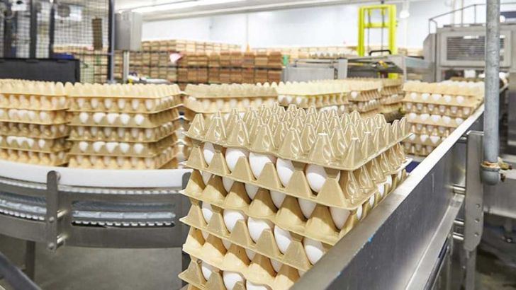 زیان ۱ هزار و ۴۰۰ تومانی مرغداران در فروش هر کیلو تخم مرغ