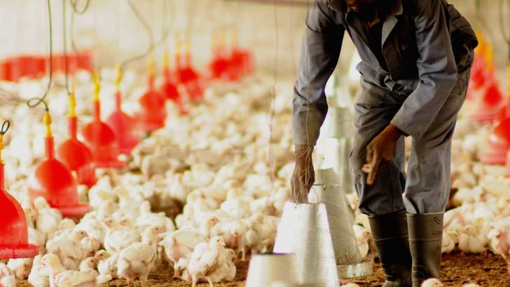 مرغی که مردم 15 هزار تومان خریداری می‌کنند برای مرغدار صرف ندارد