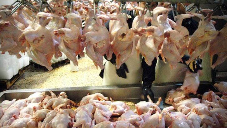 مرغ های وارداتی، آلوده نباشند !