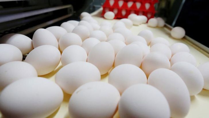 تولید تخم مرغ از نیاز کشور سبقت گرفت