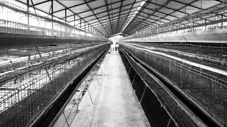 صنعت مرغ تخم‌گذار ‌خراسان رضوی روزانه یک میلیارد ضرر می‌کند