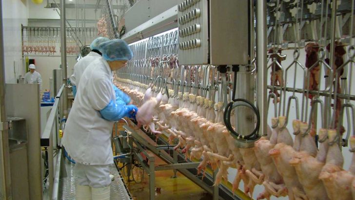 طرح ارتقای کیفیت گوشت مرغ در آذربایجان شرقی آغاز شد